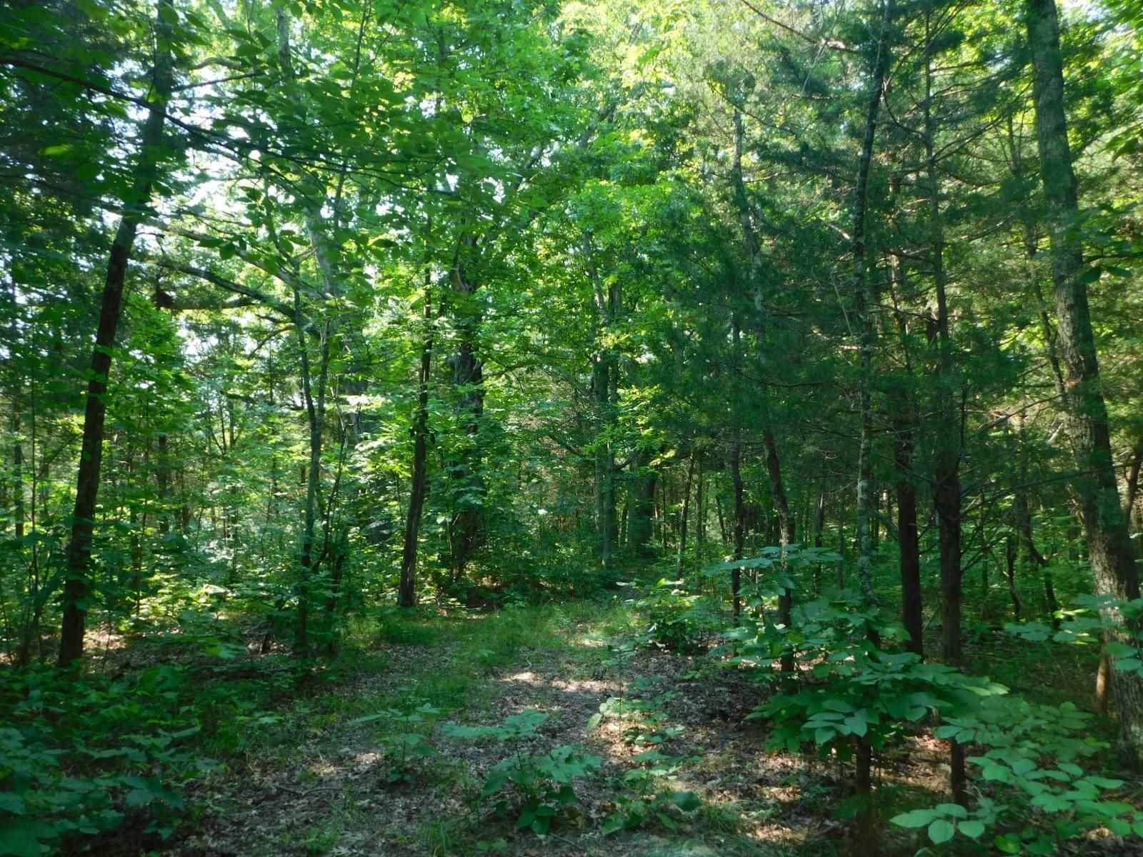 9. Land for Sale at Fox Trail Fox Trail Corinth, Kentucky 41010 United States